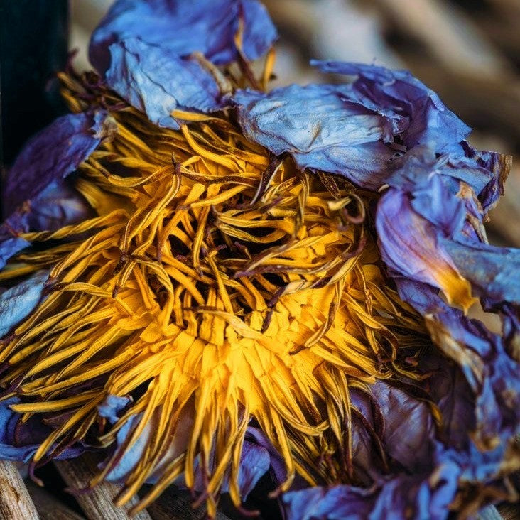 1 Pack of Blue Lotus Flowers